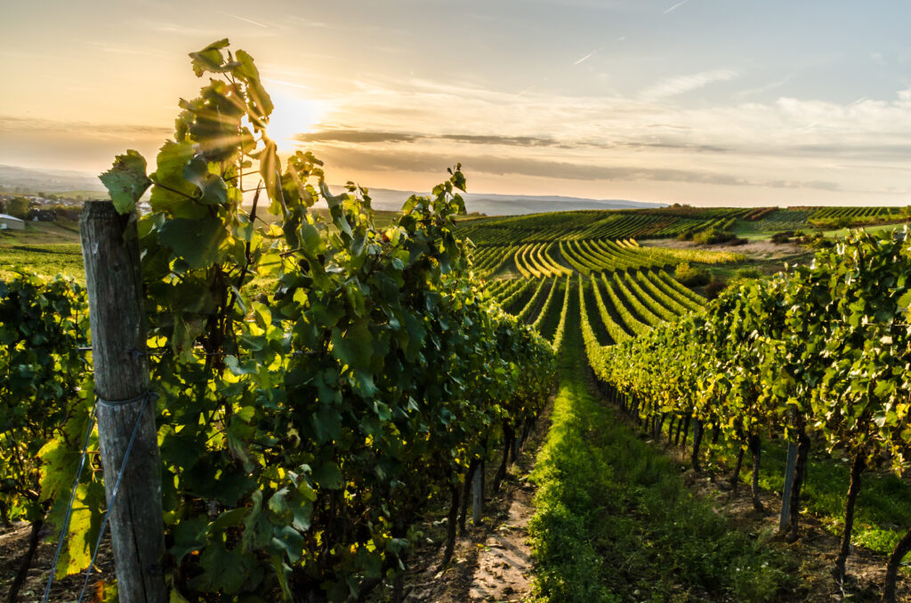 Weinberg in Rheinhessen bei Sonnenuntergang